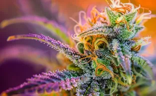 Comment sécher et affiner le cannabis: le guide complet pour des résultats haut de gamme