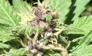 Méthodes de Culture d'Autofloraison pour Cultivateurs Avancés