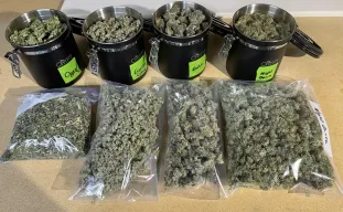 Comment tailler le cannabis : le guide ultime du manucurage à l’humide vs. à sec