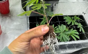 Culture monstrueuse : comment cloner des plantes à fleurs pour une croissance explosive