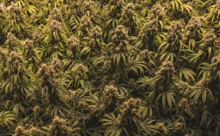 Méthode de Sea of Green (SOG) pour les Plantes à Autofloraison