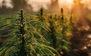 Étude : Les impacts environnementaux de la culture du cannabis