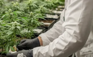 Étude : Exploration du rendement, niveaux de THC et génétique pour la culture du cannabis en intérieur