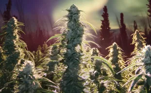 Étude : Comment le stress lié au froid affecte la culture du cannabis