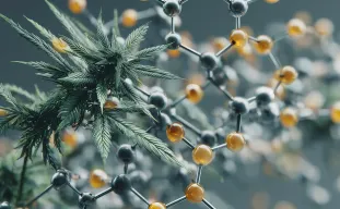 Étude : Comment la nutrition azotée influence la culture du cannabis