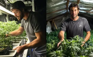 Étude : Comment les petits cultivateurs de cannabis partagent leur récolte dans le monde
