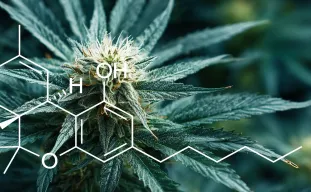 Étude : Quantification des niveaux de THC dans différentes variétés de Cannabis Sativa