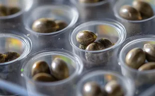 Étude : Révolutionnez la germination des graines de cannabis avec du peroxyde d'hydrogène