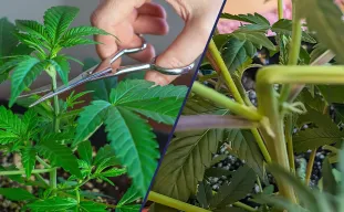 Super Cropping vs Topping : Quelle technique offre les meilleurs rendements en cannabis ?