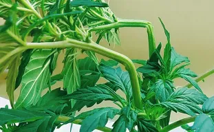Guide du Super Cropping de cannabis