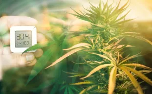 Optimisation de la température et de l’humidité pour la croissance du cannabis féminisé