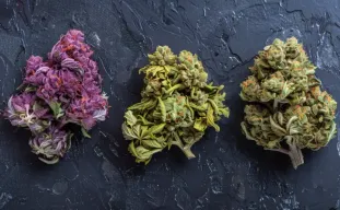 Top 10 des meilleures variétés pour 2026 : guide d’un cultivateur expert