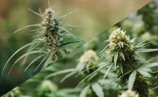 Indica vs Sativa : 10 Différences pour les Débutants