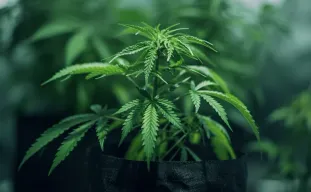 Comment repérer et éviter le stress lors de votre première culture d'autofloraison