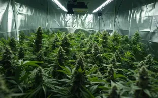 Comment maximiser le rendement du cannabis : un guide fondé sur les données, de la graine à l'affinage