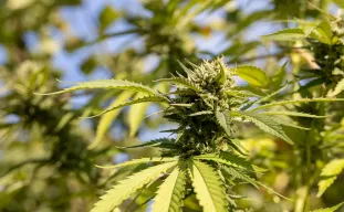 Les 5 meilleures variétés à autofloraison