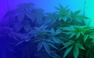 Top 5 des graines de cannabis féminisées les plus faciles pour débutants