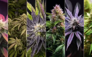 Top 6 des variétés indica les plus relaxantes pour le sommeil et le soulagement du stress