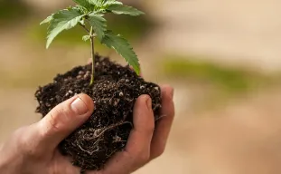 Guide pour la Transplantation de Plantes de Cannabis