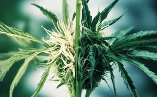 Comprendre l’hybridation du cannabis : comment naissent les nouvelles variétés