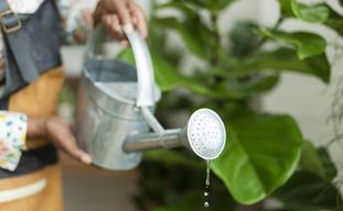 Quelle Quantité d'Eau Pour une Autofloraison Dans un Pot de 20L?