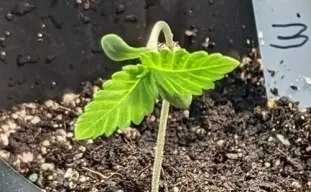 Le Meilleur Terreau Pour les Plantes à Autofloraison