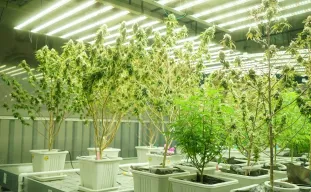 Qu'est-ce que le Lollipopping des Plantes de Cannabis et Comment Faire du Lollipop ?