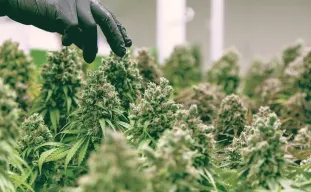 Comment Savoir Quand Récolter du Cannabis ?