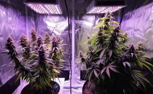 Autofloraisons vs. Photopériodes : le guide ultime pour choisir votre variété de cannabis (testé en laboratoire WSE)