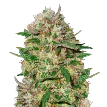 plante de cannabis 24K Gold