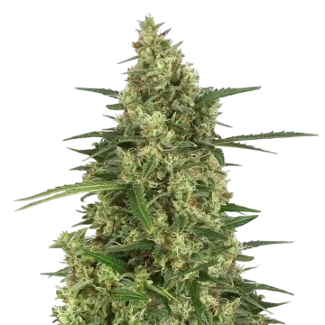 plante de cannabis 9 Pound Hammer