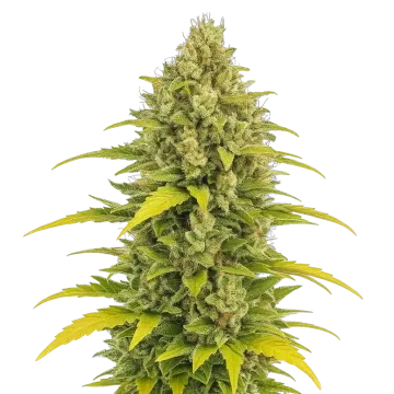 plante de cannabis Acapulco Gold Auto