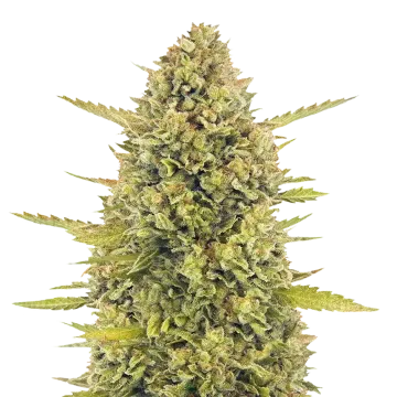 plante de cannabis Acapulco Gold