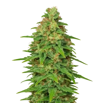 plante de cannabis ACDC Auto