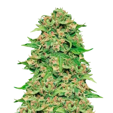 plante de cannabis ACDC