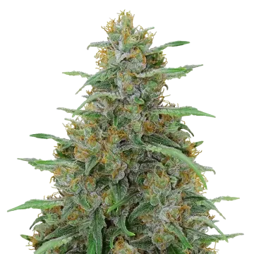 plante de cannabis Adrenaline OG