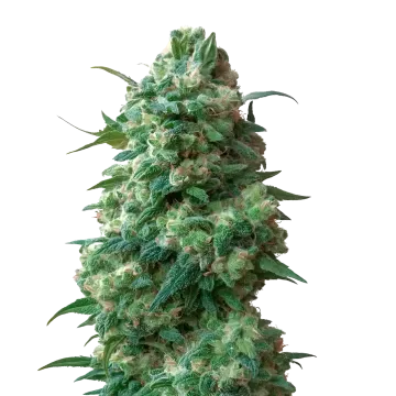 plante de cannabis Afghan Kush