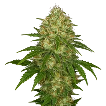 plante de cannabis Afghani Auto
