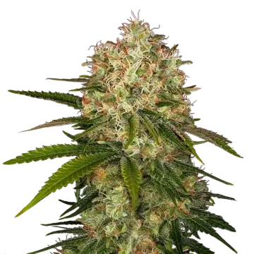 plante de cannabis Afghani