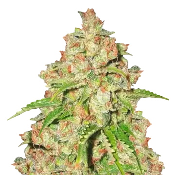 plante de cannabis Agent Orange