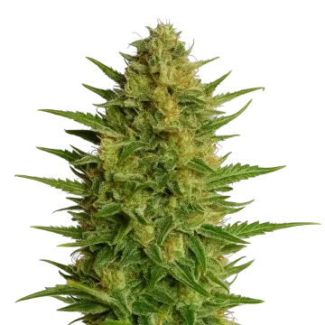 plante de cannabis AK-47 Auto