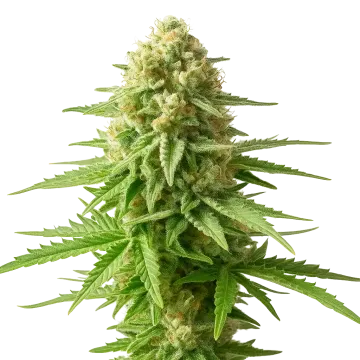 plante de cannabis AK-48 Auto