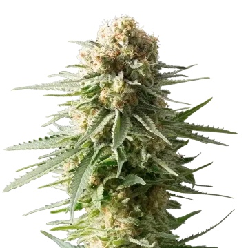 plante de cannabis AK-48