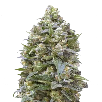 plante de cannabis Alaskan Thunder Fuck