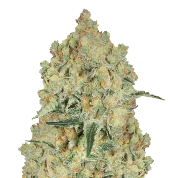 plante de cannabis Alien OG