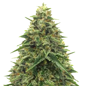 plante de cannabis Alpine Star CBD