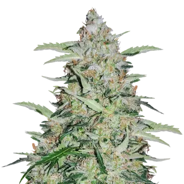 plante de cannabis American Patriot