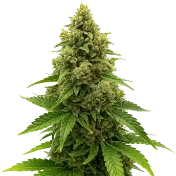 plante de cannabis Amnesia Auto