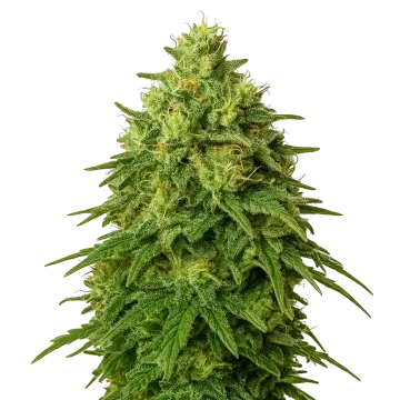 plante de cannabis Amnesia Haze Auto