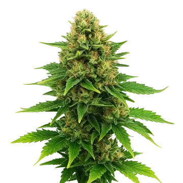 plante de cannabis Amnesia Haze X Blueberry Auto